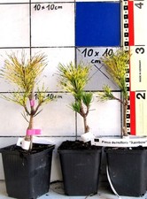 Pinus densiflora "Rainbow", buntnadelige Rotkiefer,  Rarität f. Gehölzfreunde