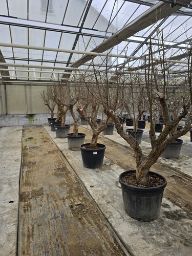 Granatapfelbaum 200 220 - 200,