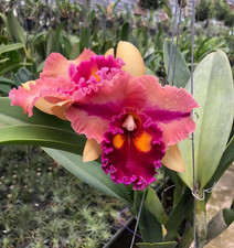 Duft orchidee cattleya - duft,