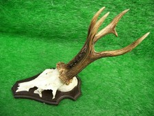 abnormer 6er Rehbock Rehgeweih