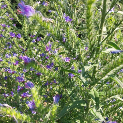 Echium vulgare natternkopf - vulgare,
