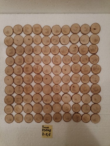100 baumscheiben esche 3 - 100,