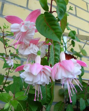 Sale2344 Fuchsie Campanella