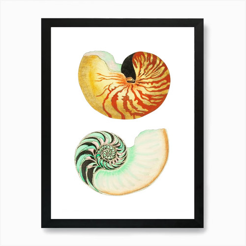 Nautilus muscheln kunstdruck - nautilus,