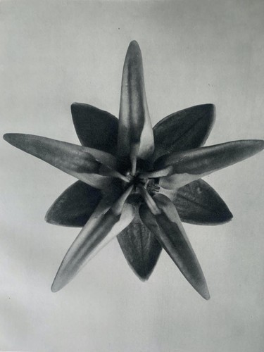 1929 karl blossfeldt druck - karl,