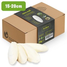 Premium 15-20cm Sepiaschalen