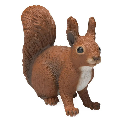 Eichhörnchen