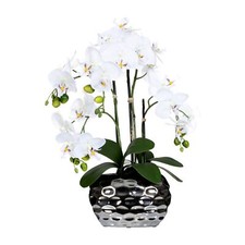 Orchidee Phalaenopsis