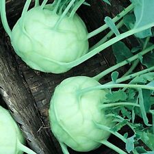 Kohlrabi Lanro Weiß Samen - Zarte, Gesunde Kohlrabi für Ihr Gemüsebeet