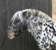 2 teiliger leichter Kappzaum Mini Shetty,  Biothane, schwarz, Stirnband wählbar