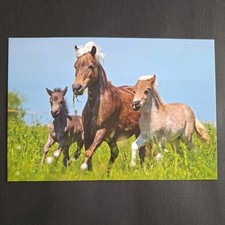 Pferdepostkarte AK Pferd Korsch Classic-Pony mit Fohlen 04/2016