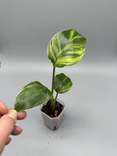 Planttini🌱 Strelitzia