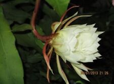 Epiphyllum-oxypetalum