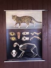 Schulwandkarte Rollkarte „Hauskatze“ Hagemann Zool.2