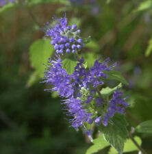 Bartblume Blue Cloud 40-60cm - Caryopteris clandonensis