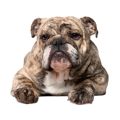 Aufkleber englische bulldogge - aufkleber,