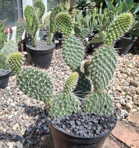 Genau diese opuntia - genau, diese: