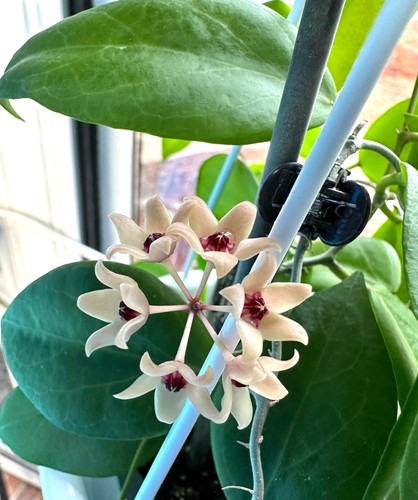 Hoya cutis porcelana well - hoya, cutis-porcelana