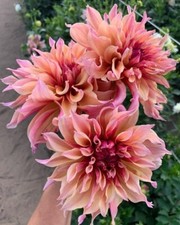 80001129 Dwarf Giant Dahlia Dahlien Riese Big Dahlie 10 Samen