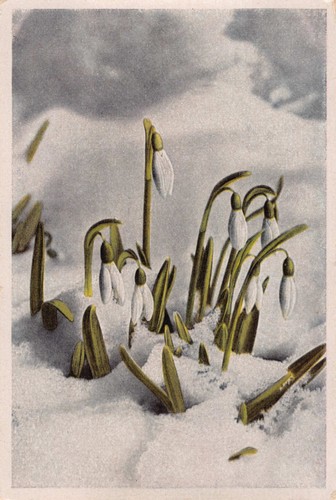 Schneeglöckchen sammelbild - schneeglöckchen,