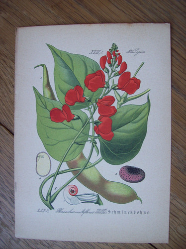 Antike chromo lithographie - antike, chromo-lithographie
