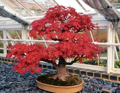 Acer rubrum bonsai roter - rubrum, ahorn