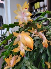 SELTEN RARITÄT Schlumbergera  Blüten zartes orange 4 Ableger 