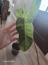 Philodendron erubescens Red