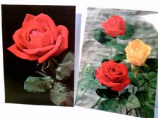 Nostalgie / Vintage. 3 D - Karten. Blumengrüße. 2 x Alte Ansichtskarte / Postkar