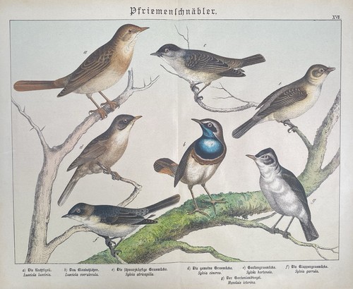 Antike grafik fauna - antike,