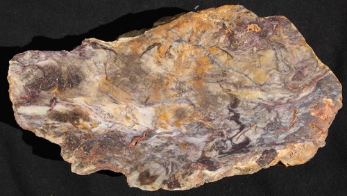Versteinertes holz aus - holz,