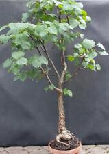 BONSAI Linde Winterlinde Tilia cordata Rohware 20 Jahre 70cm
