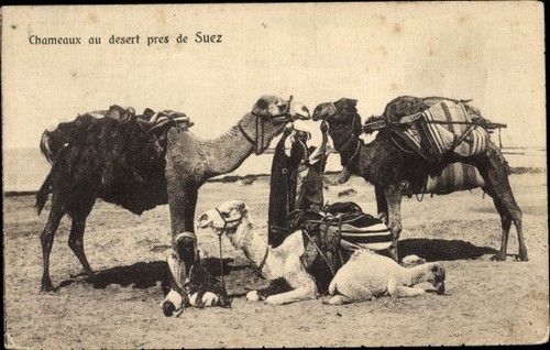 Suez ägypten beduinen mit - ak, Ägypten,