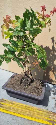 Bonsai feldahorn acer - bonsai,,