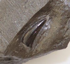 Zahn, Steneosaurus sp., Jura, Toarc, Holzmaden, Deutschland -L349