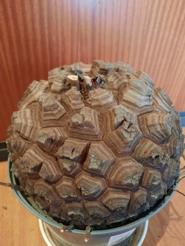 Dioscorea elephantipes - , xl