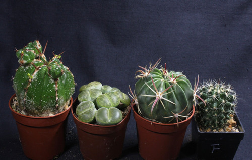Euphorbia handiensis lithops - handiensis,,