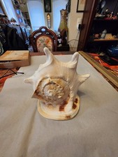 Große Muschel Meeresschnecke Cassis Cornuta Sturmhaube Helmschnecke 25cm 1,55kg