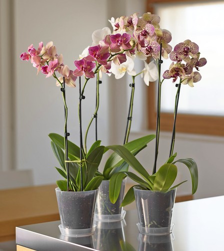 Orchideentöpfe ohne