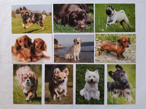 Ansichtskarten hunde 10er - ansichtskarten,