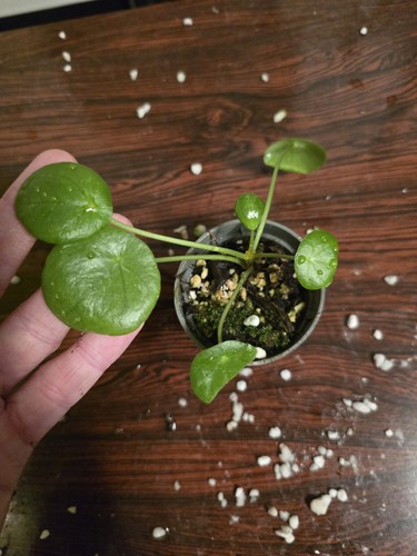 Pilea peperomioides - pilea,