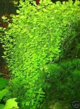 Wasserwald winterharte