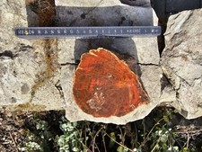 Kieselholz Versteinertes HOLZ