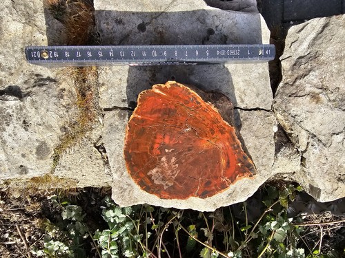 Kieselholz versteinertes holz - kieselholz,