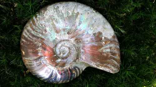 Wunderschöner ammonit mit - wunderschöner,