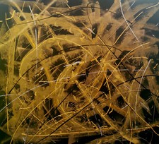 XXL UNIKAT Leinwand Irena