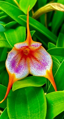 Masdevallia orange spring new - orange,