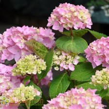 Hortensie Hydrangea Macrophylla rosa Blüten im Topf Bauernhortensie