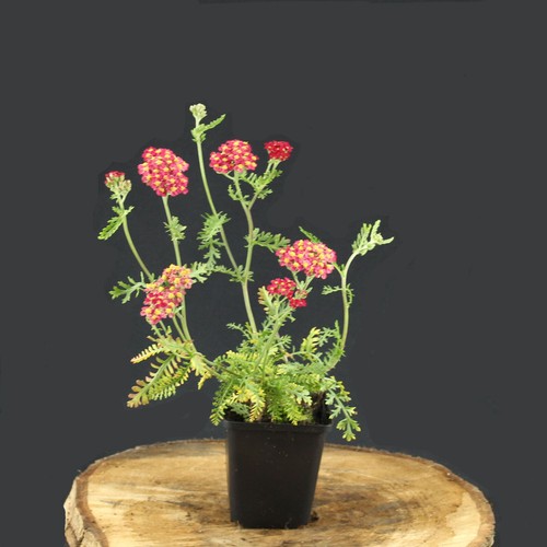 Achillea paprika pflanze - achillea, m.