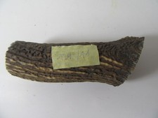 Geweihstück  Abwurfstange Hirschgeweih Hirsch Gehörn Geweih Hirschhorn